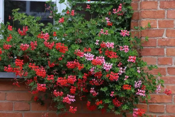 Obficie kwitnące pelargonie bluszczolistne sadzonki w czerwonych i różowych odcieniach zdobią okno, tworząc kaskadę kolorów na tle ceglanej ściany.