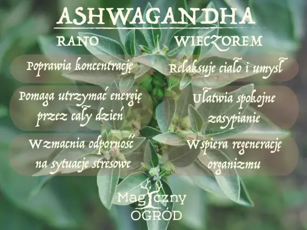 Ashwagandha rano czy wieczorem? Sprawdź, co działa lepiej