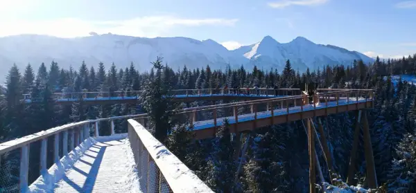 Ścieżka w koronach drzew zimą, widok na ośnieżone Tatry. Jak dojechać z Zakopanego?