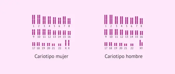 Cariotipo humano femenino (XX) y masculino (XY), mostrando los pares de cromosomas ordenados.