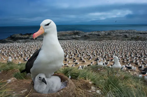 Albatros - ptak oceanów i pomysł na rodzinną lekcję przyrody