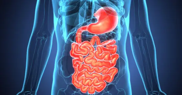 Anatomical rendering of the human digestive system, highlighting the stomach and intestines. Wavy, red intestines are visible within a translucent blue outline of the human torso. This image can help illustrate zapalenie jelit objawy.