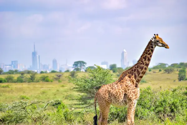 Kenia - Odkryj prawdziwą historię i kulturę poza safari