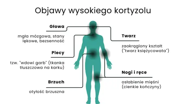 Objawy wysokiego kortyzolu: mgła mózgowa, otyłość brzuszna, "wdowi garb", zaokrąglona twarz, osłabienie mięśni.