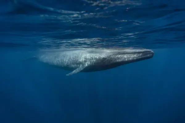 A blue whale swims underwater, its body illuminated by sunlight filtering through the ocean's surface.