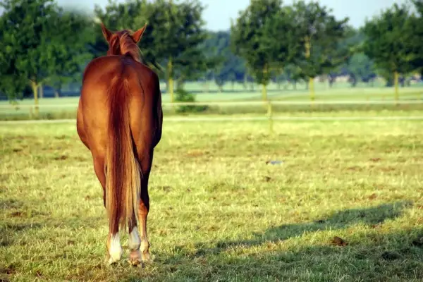 Un magnifique cheval bai, la crinière au vent, se tient dans un pré verdoyant.