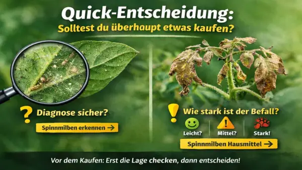 Spinnmilben erkennen und den Befall einschätzen. Bei starkem Befall gibt es Spinnmilben Hausmittel.