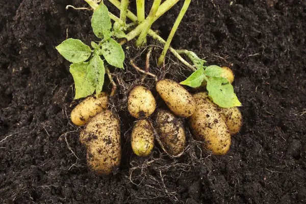 Frisch aus der Erde: Mehrere Kartoffeln mit Wurzeln und grünen Blättern. Ein Zeichen, wann Kartoffeln ernten.