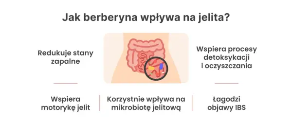 Berberyna na jelita: redukuje stany zapalne, wspiera motorykę, mikrobiotę, detoksykację i łagodzi objawy IBS.