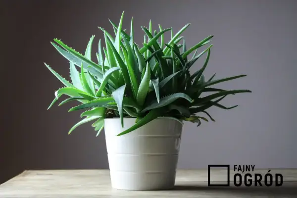 Gęsty aloes w białej doniczce, gotowy do użycia. Dowiedz się, jak używać aloes z doniczki do celów leczniczych i kosmetycznych.