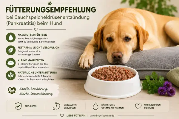 Ein Labrador liegt neben einem Napf mit Futter. Die Grafik gibt Fütterungsempfehlungen bei Pankreatitis beim Hund, was die Lebenserwartung positiv beeinflusst.
