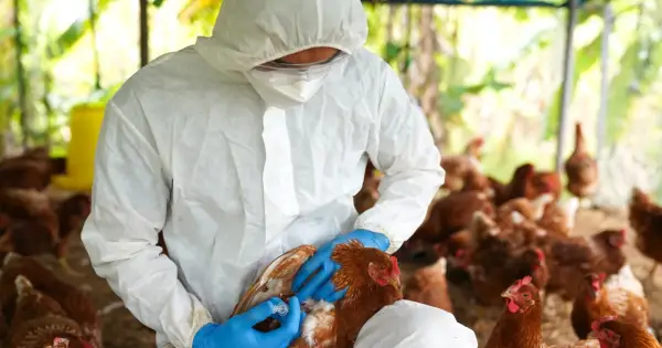 Ptasia grypa - czy mięso drobiowe jest bezpieczne?