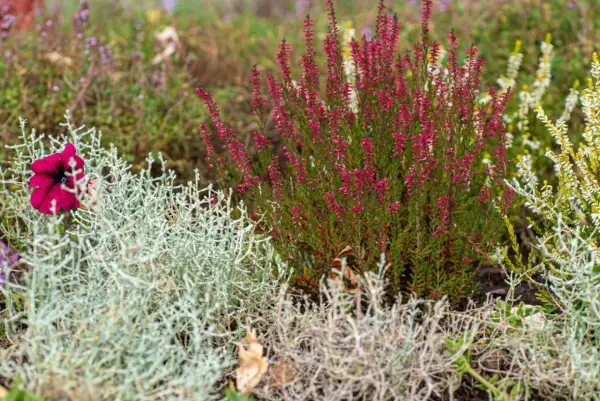 Un massif sans entretien avec bruyère rose, pétunia pourpre et feuillage argenté.