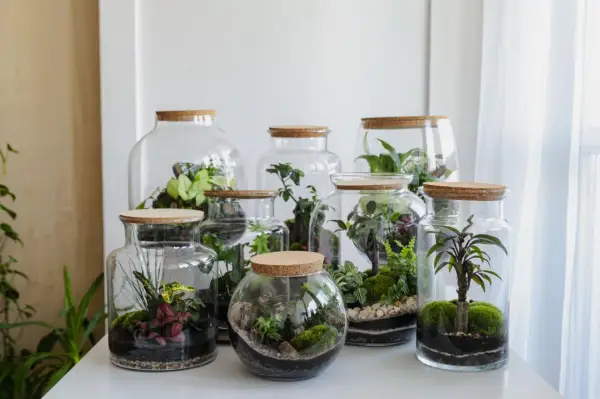 Miniature worlds thrive in glass jars. Różnorodne rośliny tworzą piękny ekosystem w słoiku, zamknięty pod korkiem.