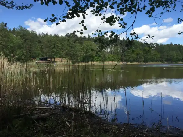 Spokojne jezioro Tuczno otoczone lasem, z trzcinami na brzegu i odbijającymi się chmurami w wodzie.