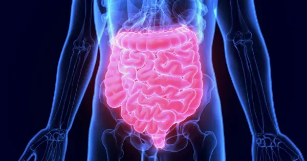 Anatomical illustration of the human digestive system, highlighting the intestines in pink against a blue skeletal outline.