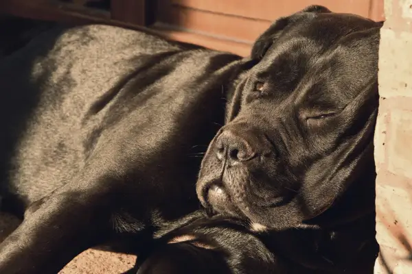 Czarny pies rasy Cane Corso, jeden z włoskich ras psów, odpoczywa w słońcu.