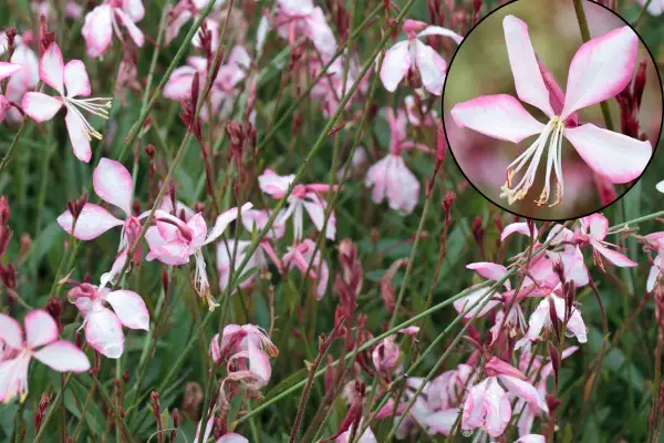 Fleurs de gaura rouge, délicates et rosées, parsemées de gouttes de pluie. L'entretien de ces beautés est simple pour un jardin éclatant.