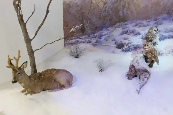 Muzeum przyrodnicze w Mielcu: jelenie i sowy w zimowej scenerii.