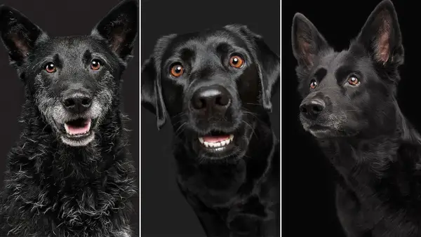 Tres perros negros, cada uno con una expresión única, como si soñar con perro negro fuera una realidad.
