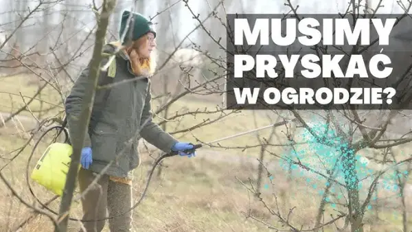 Jak opryskiwać wysokie drzewa skutecznie i bezpiecznie: praktyczny poradnik