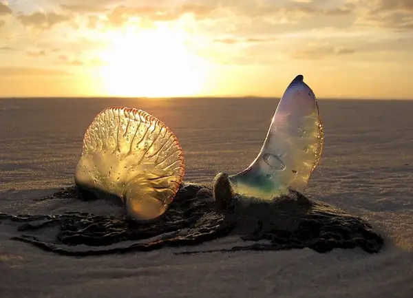 Due meduse che non pungono, trasparenti e iridescenti, sulla sabbia al tramonto.
