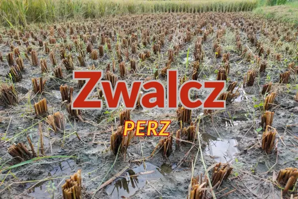 Pole po żniwach, z widocznymi śladami po perzu. Czas na ekologiczny oprysk na perz, by przygotować ziemię na nowy sezon.