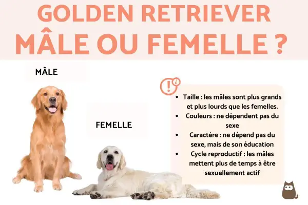 Un Golden Retriever mâle et une femelle sont présentés, comparant leurs caractéristiques. Le mâle est plus grand et plus lourd que la femelle.