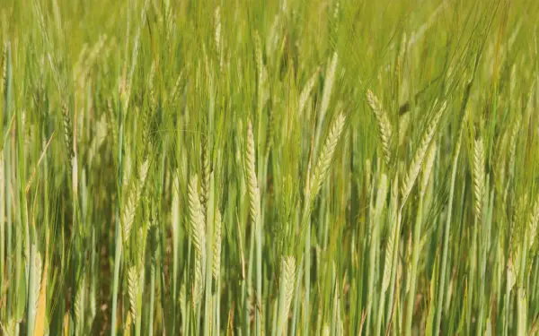 Champ d'orge verte, les épis de cet orge 2 rangs ou 6 rangs se balancent doucement au soleil.