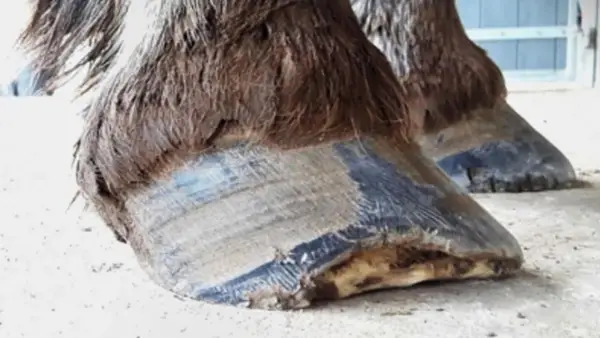 Gros plan sur les sabots d'un cheval, l'un d'eux semble avoir une fourmilière sabot cheval.