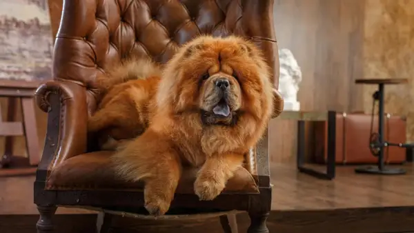 Puszysty chow chow waga idealna do przytulania, wyleguje się na skórzanym fotelu.