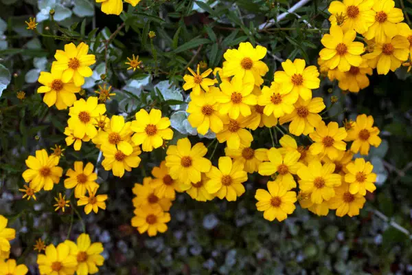 Un bouquet de soucis fleurs jaunes éclatantes illumine le feuillage sombre.