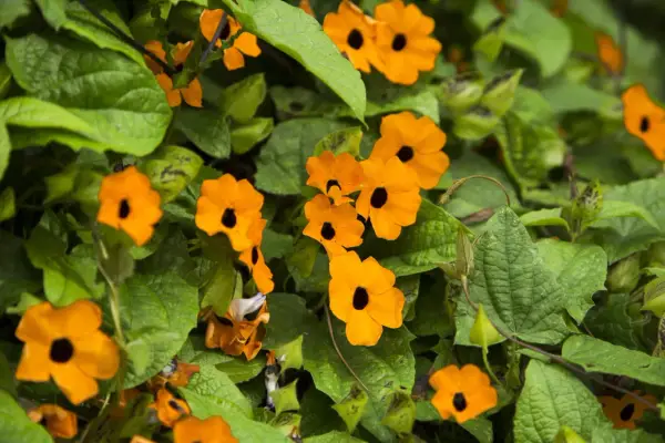 Des fleurs orange vif, comme des suzanne aux yeux noirs, s'épanouissent parmi le feuillage vert luxuriant.