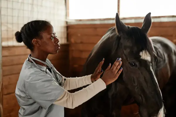 Vétérinaire examinant un cheval, peut-être pour une blessure éperon cheval.