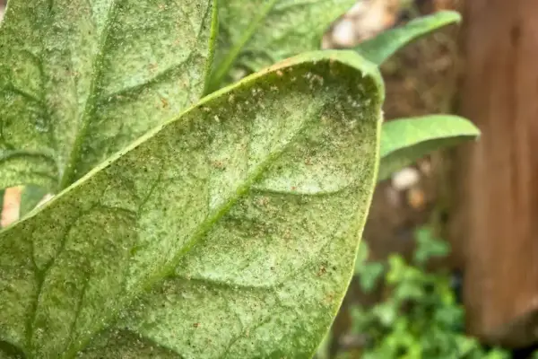 Close-up of a plant leaf covered in tiny black bugs, indicating a spider mite infestation.