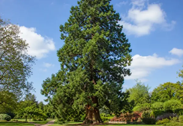 Majestueux séquoia, un arbre qui ne perd pas ses feuilles, se dresse dans un parc verdoyant sous un ciel bleu parsemé de nuages blancs.