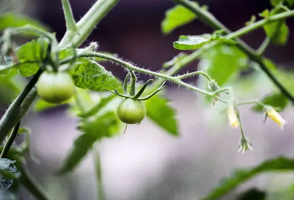 Jeune plant de tomates, avec des fruits verts encore petits. On peut voir les premières fleurs jaunes et les tiges velues. Il faudra bientôt pincer les tomates pour favoriser leur croissance.