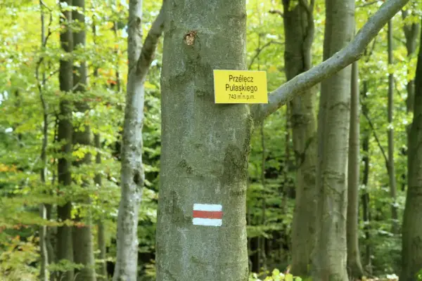 Szlak turystyczny na Przełęcz Pułaskiego (743 m n.p.m.) w lesie. Brak ściany płaczu, tylko zielone drzewa i szlak.