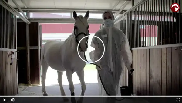 Tierarzt in Schutzkleidung führt weißes Pferd. Herpes beim Pferd ist meldepflichtig.