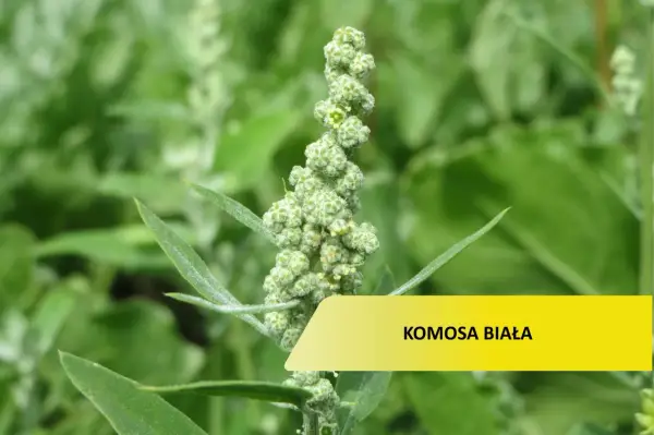 Zielona, kłująca komosa chwast z drobnymi nasionami.