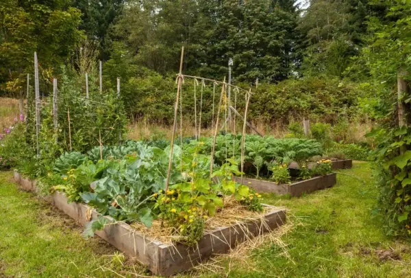 Ein üppiger Gemüsegarten im Charles Dowding No-Dig-Stil mit Hochbeeten, gefüllt mit Grünkohl, Brokkoli und Bohnen.