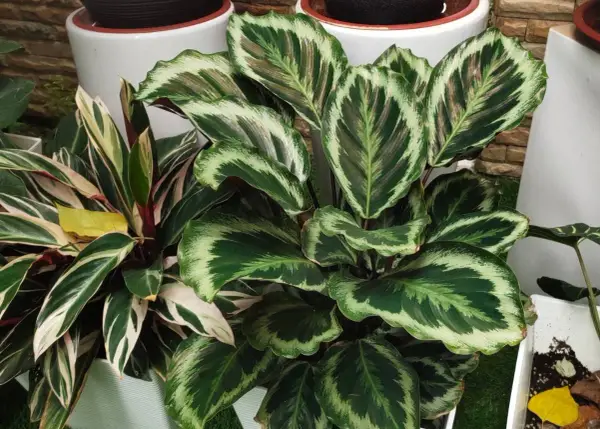 Kwiat calathea zachwyca liśćmi w odcieniach zieleni i kremu, tworząc egzotyczną mozaikę.