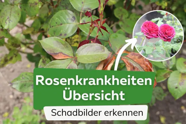 Rosenkrankheiten: Blätter mit dunklen Flecken und braunen Rändern. Ein Kreis zeigt gesunde, rote Rosenblüten.