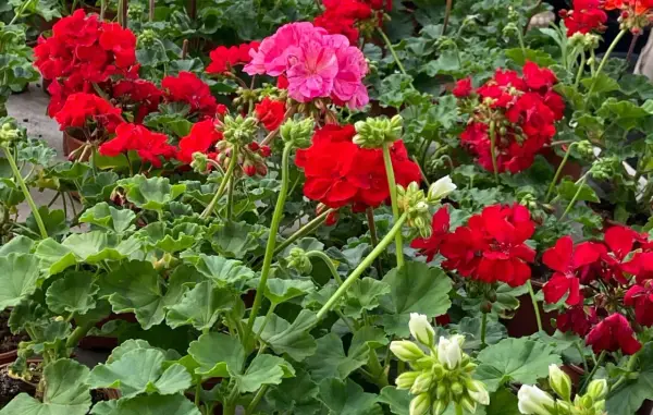 Kwitnący geranium w odcieniach czerwieni i różu, z zielonymi liśćmi.