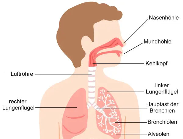 Schema der Atemwege: Nasenhöhle, Mundhöhle, Kehlkopf, Luftröhre, Hauptast der Bronchien und feineren Bronchiolen bis zu den Alveolen.