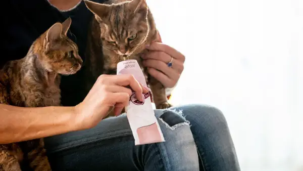 Gato curioso prueba pasta de malta para gatos de un tubo. Otro gato espera pacientemente.