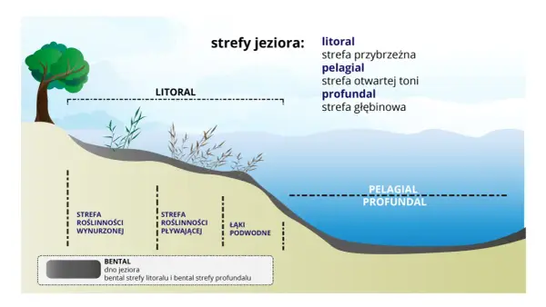 Ilustracja przedstawia strefy jeziora: litoral z roślinnością wynurzoną i pływającą, pelagial i profundal.