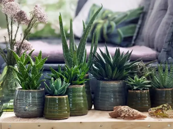 Kolekcja aloes odmiany w zielonych doniczkach, obok bukiet suszonych kwiatów.