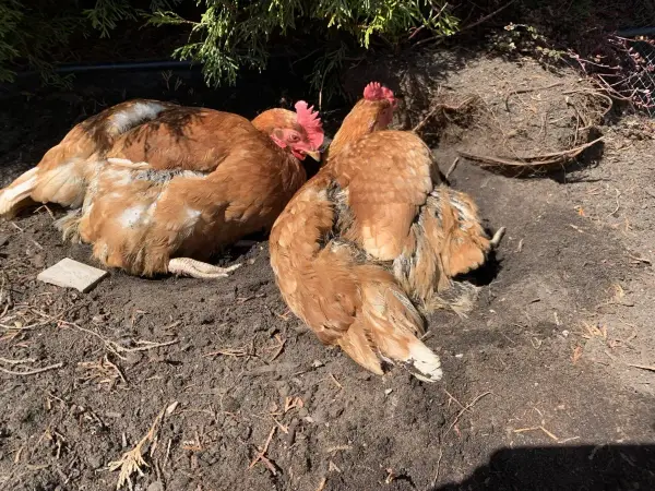 Deux poules rousses se prélassent dans la terre. Elles picorent peut-être des cailloux pour aider leur digestion, une astuce naturelle pour les poules.