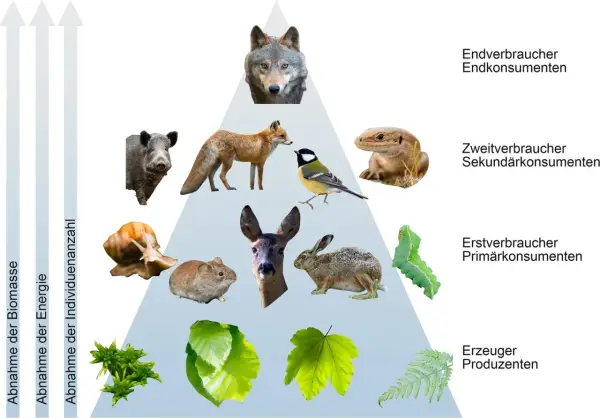 Wolf, Fuchs, Wildschwein, Eidechse, Meise, Reh, Hase, Maus, Schnecke, Raupe und Pflanzen bilden eine Nahrungskette.